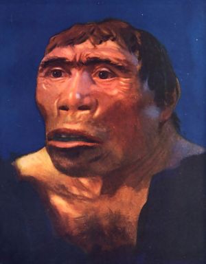 Fosil Tengkorak Manusia Jawa (Pithecanthropus Erectus) yang ditemukan di Solo