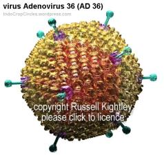 virus obesity adenovirus-Ad-36