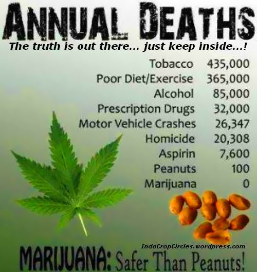 cannabis zero death