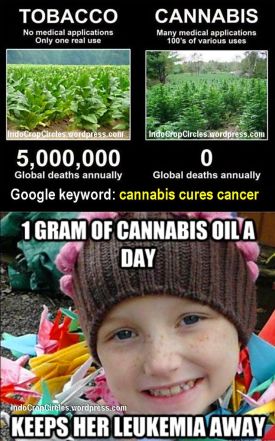 cannabis cures cancer