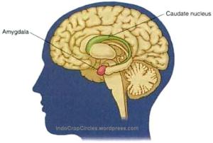 otak brains Amigdala