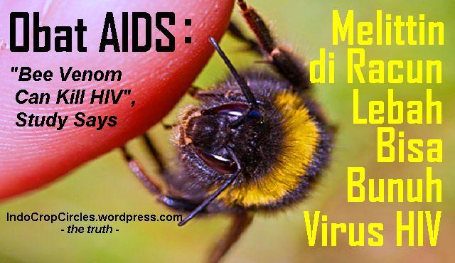 Melittin di Racun Lebah Bisa Bunuh Virus HIV Bee Venom Can Kill HIV