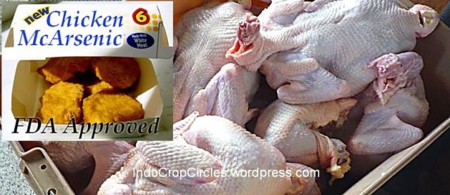 banned ayam mengandung arsenik USA