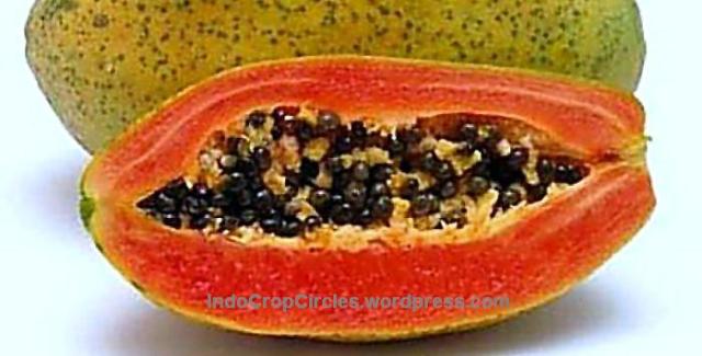 banned papaya pepaya USA