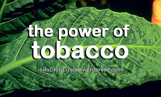 the power of tobacco tembakau