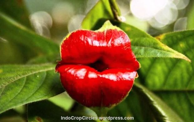 Bunga bibir (Psychotria elata)