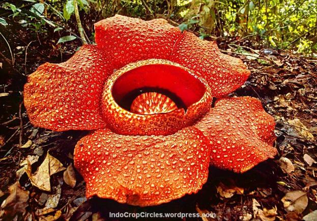 Padma raksasa (Rafflesia arnoldii)
