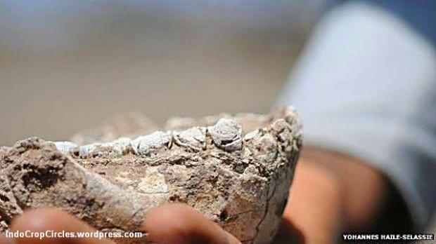 Dari usia fosil rahang dan gigi, diperkirakan spesies baru ini hidup antara 3,3 juta dan 3,5 juta tahun silam. (pict: Yohannes Haile-Selassie)