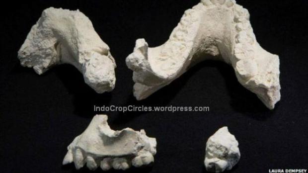 Peneliti menemukan potongan tulang rahang dan gigi yang diyakini sebagai manusia purba dengan spesies baru. (pict: Laura Dempsey)