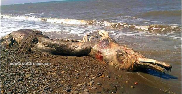 Monster Laut Berparuh dan Berbulu Terdampar di Russia 01