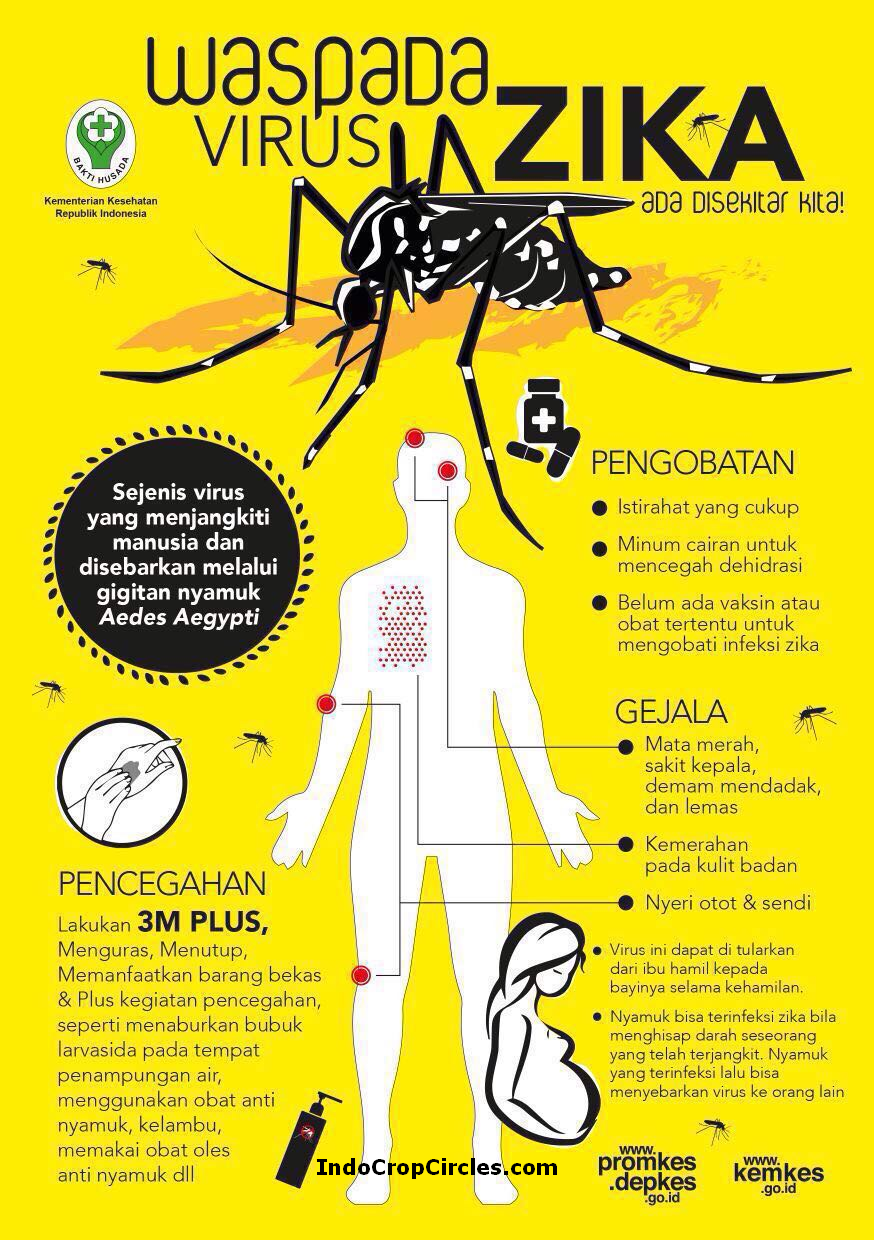 Awas! Lewat Nyamuk, Virus Zika Buat Bayi Keterbelakangan 